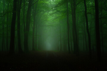 Fototapeta premium Mysterious path through dense green forest with light rays