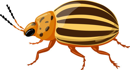 Colorado potato beetle pest insect on white background