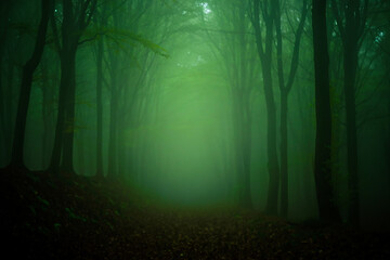 Naklejka premium Mysterious green light illuminates a dark foggy forest path
