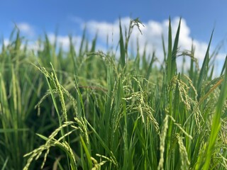 Rice paddy field_stalks of rice