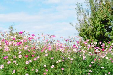 公園に咲くコスモス畑