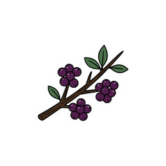 berries branch
