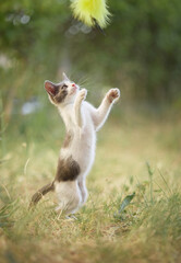 Obraz premium A kitten reaches for a yellow toy suspended above its head. The animal balances on hind legs in a burst of motion.