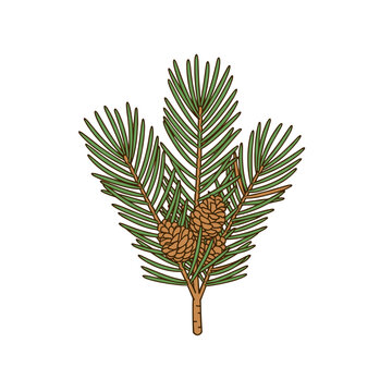pine cone with leaves