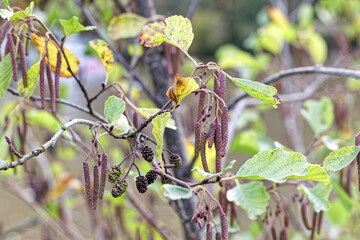 Herbstliche Zweige einer Erle (Alnus glutinosa) Nahaufnahme- mit diesjährigen Zapfen und nächstjährigen Blütenständen