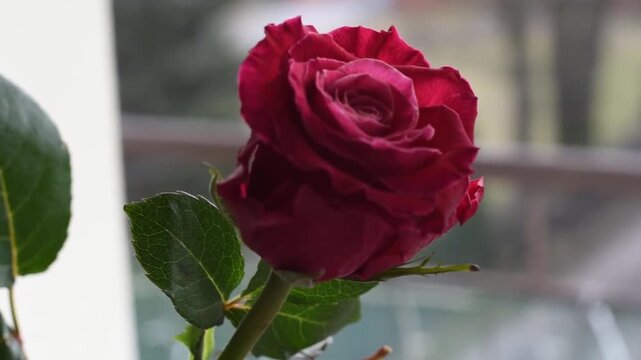 red rose