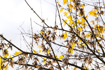 Spätherbstlicher Blick in die Krone eines Feldahorns - Acer campestre - mit typischen Flügelfrüchten