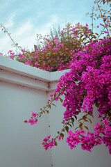 pink bougainvillea flowers