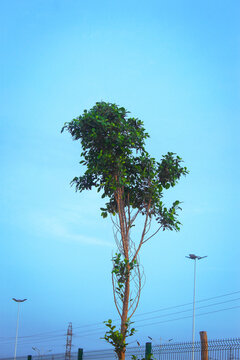 lonely tree of the sky