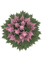 Elegant Astilbe Bloom Display with Delicate Pink Flowers and Green Foliage