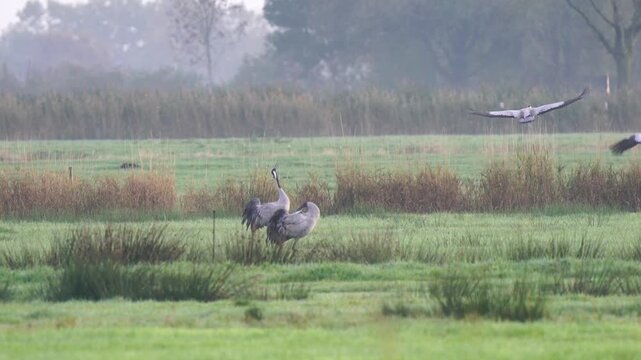 Crane courtship in Schleswig-Holstein