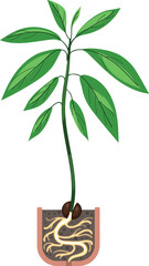 Naklejka premium Avocado plant (Persea americana) with root system in a pot isolated on white background