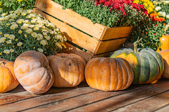 Rustic Halloween setup with varied pumpkins arranged on a wooden surface, including one greenish-yellow pumpkin Additional pumpkins in a crate provide depth Plants or flowers at right contribute to