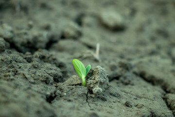 The delicate emergence of a single seedling from dry, clumpy soil