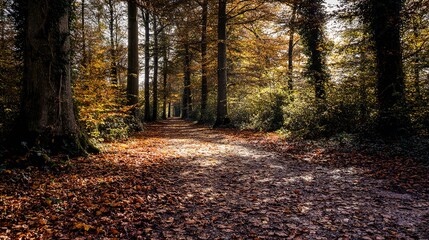 Obraz premium Autumn forest path with golden leaves and tall trees, sunlit, in scenic woodland, wide view, copy space.