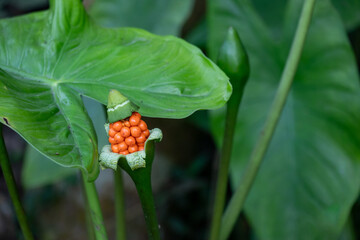 The striking fruit cluster of a plant, as Elephant Ear or Taro