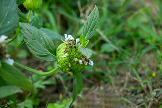 The herbaceous plant called Thumba or Tumble weed or Leucas aspera