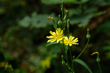 yellow flower in the grass