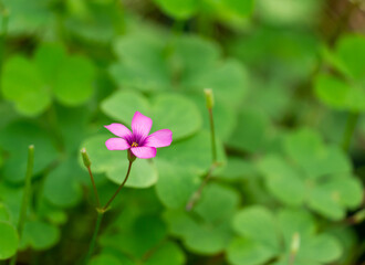 pink flower in the garden