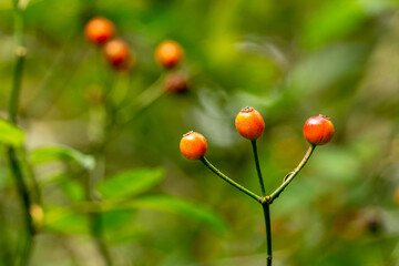 red fruit in a field