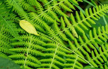 green fern leaves