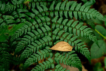 green fern leaves