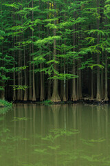 woods in the  river 