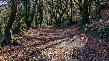 Autumn forest path covered with fallen leaves, mossy trees, dappled sunlight, winding trail in a woodland landscape, wide angle view.