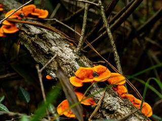 mushroom in the forest
