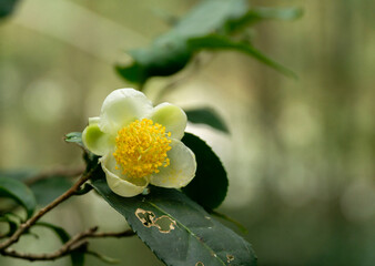 yellow flowers on a green background