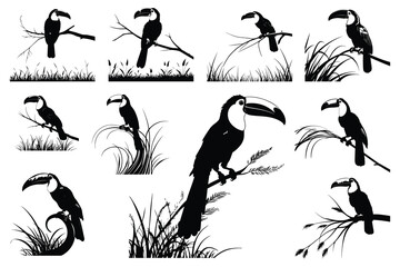 Obraz premium Black silhouette toucans perched on branches and grass