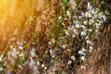 Bouquets of medicinal herbs to dry. Selective focus.