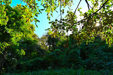 Fototapeta premium Sunlight coming through the thickets of the forest
