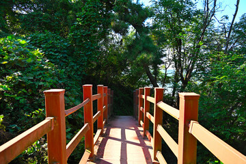 Obraz premium A bridge connecting the forest with another forest