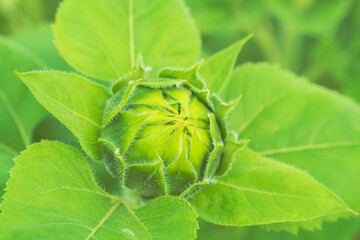 秋の野山　ヒマワリの蕾01