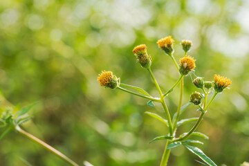 秋の野山　コセンダングサの黄色い花02