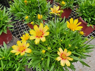 Coreopsis is a bright yellow flowering plant that is easy to grow, resistant to sun and rain, blooms all year round, and has edible flowers. It is popularly planted as an ornamental plant