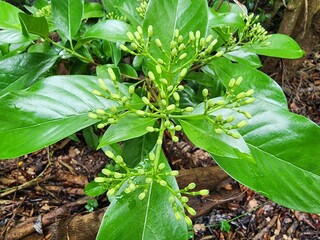 Tarenna wallichii is a shrub with fragrant, creamy white or yellowish-white inflorescences. It is popularly grown as an ornamental hedge plant.