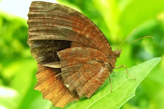 Palmfly butterfly on green leaf