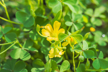 秋の野山　カタバミの黄色の花02