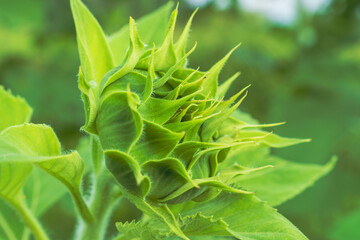 秋の野山　ヒマワリの蕾03
