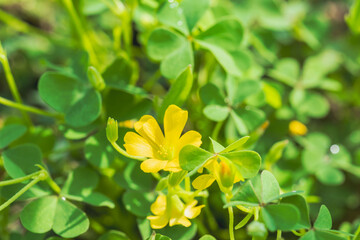 秋の野山　カタバミの黄色の花01