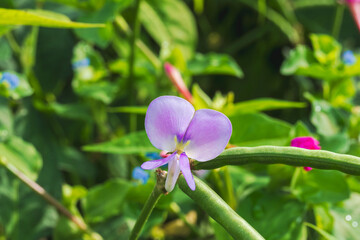 秋の野山　ハタササゲの花と豆01