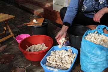 A woman cleans mushrooms for further processing