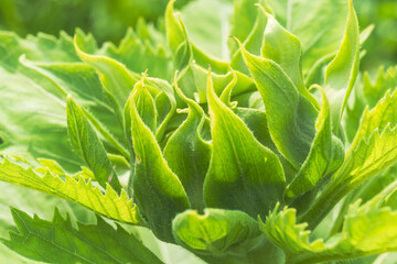 秋の野山　ヒマワリの蕾のアップ06