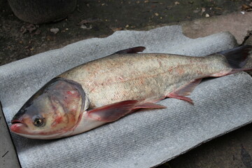 Today we will cook and clean a large fresh fish.