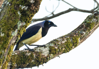 A striking Black-chested Jay (Cyanocorax affinis) perches on a moss-covered tree branch .