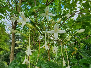 Millingtonia hortensis is a perennial plant with white, trumpet-shaped flowers that have a light fragrance. It is popularly grown as an ornamental plant for its beauty and as a medicinal plant.