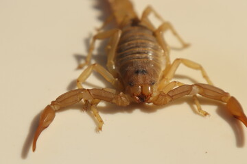 Extreme closeup of a scorpion ’s eye and mouthparts, revealing detailed facial anatomy and sharp pincers on a white background. Ideal for wildlife research, biology study, and venom science.