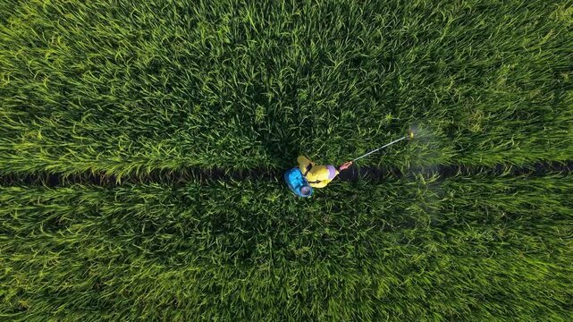 Aerial view of a farmer spraying pesticides on lush green rice plants, creating a vibrant contrast between the dark soil and bright vegetation, Klaten Regency, Central Java, Indonesia.